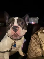 Larry, a male French Bulldog for sale in Chicago, IL – Photo 2 of 4