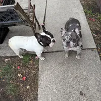 Larry 3-25-2026, a male French Bulldog for sale in Chicago, IL – Photo 4 of 5