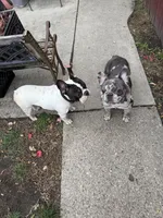 Larry, a male French Bulldog for sale in Chicago, IL – Photo 4 of 4