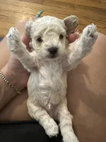 Toy poodle male , a male Poodle - Toy  for sale in Hamden, CT – 3 of 3