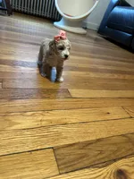 Female poodle parti , a female Poodle - Toy  for sale in Hamden, CT – 4 of 4