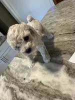 Toy male , a male Poodle - Toy  for sale in Hamden, CT – 2 of 4