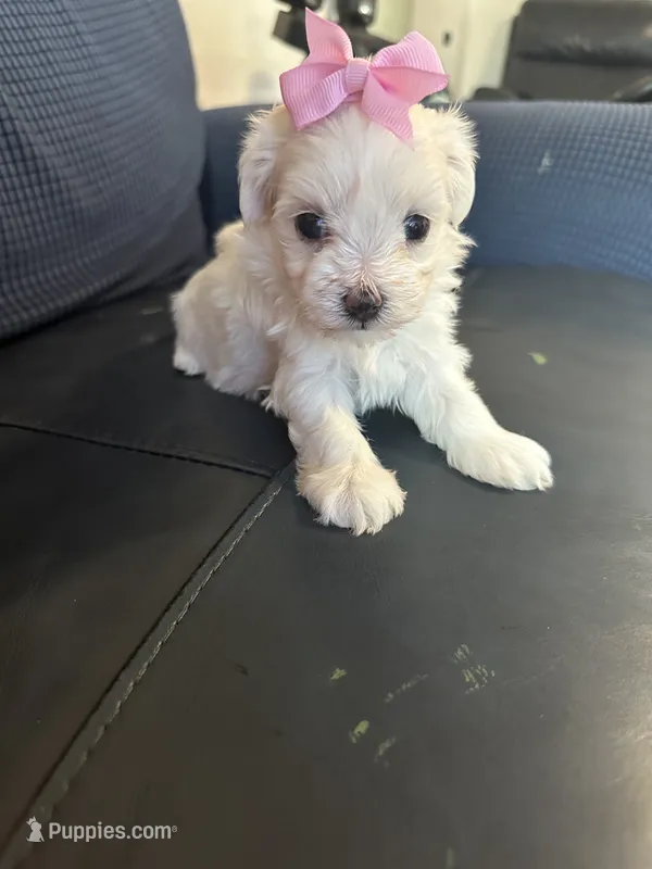 Toy Maltipoo girl – Maltipoo puppy for sale in Hamden, CT