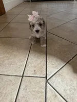 Toy poodle female , a female Poodle - Toy  for sale in Hamden, CT – 3 of 4