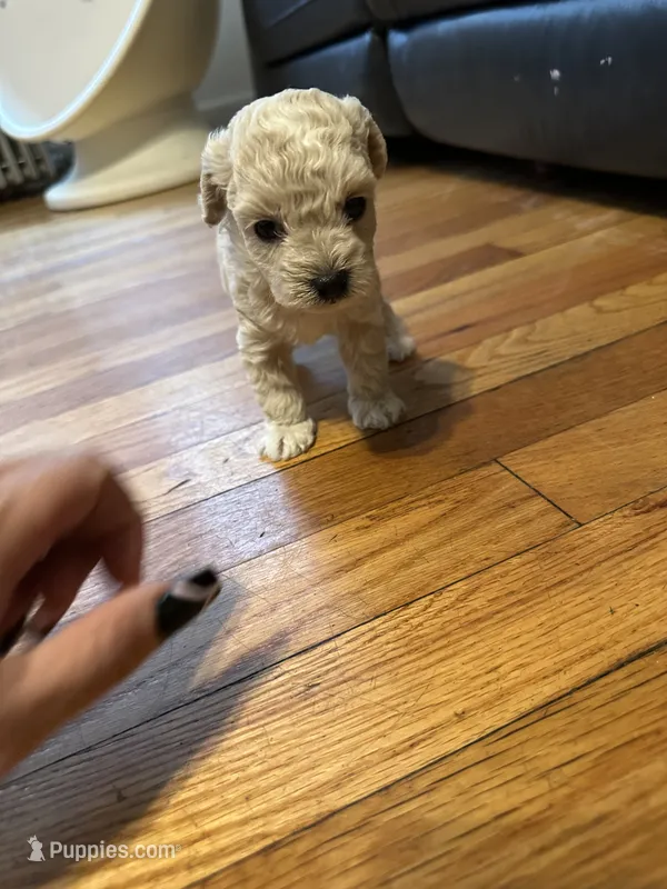 Male poodle  – Poodle - Toy  puppy for sale in Hamden, CT