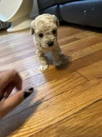 Male poodle , a male Poodle - Toy  for sale in Hamden, CT – 1 of 2
