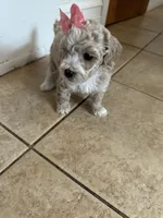 Female toy poodle, a female Poodle - Toy  for sale in Hamden, CT – 4 of 5