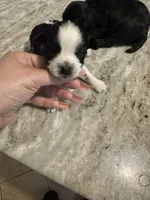 Yorkipoo, a male Yorkipoo for sale in Hamden, CT – Photo 2 of 3