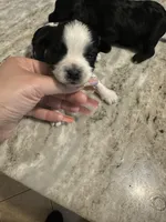 Yorkipoo, a male Yorkipoo for sale in Hamden, CT – Photo 3 of 3