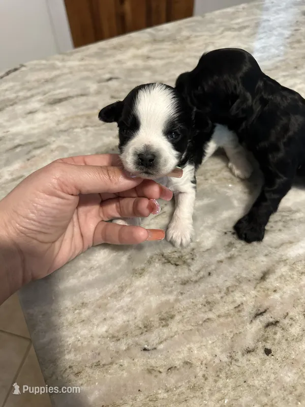 Yorkipoo – Yorkipoo puppy for sale in Hamden, CT