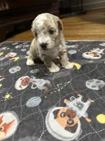 Small mini girl , a female Poodle - Miniature  for sale in Hamden, CT – 2 of 3