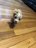 Small mini , a female Poodle - Miniature  for sale in Hamden, CT – 2 of 3