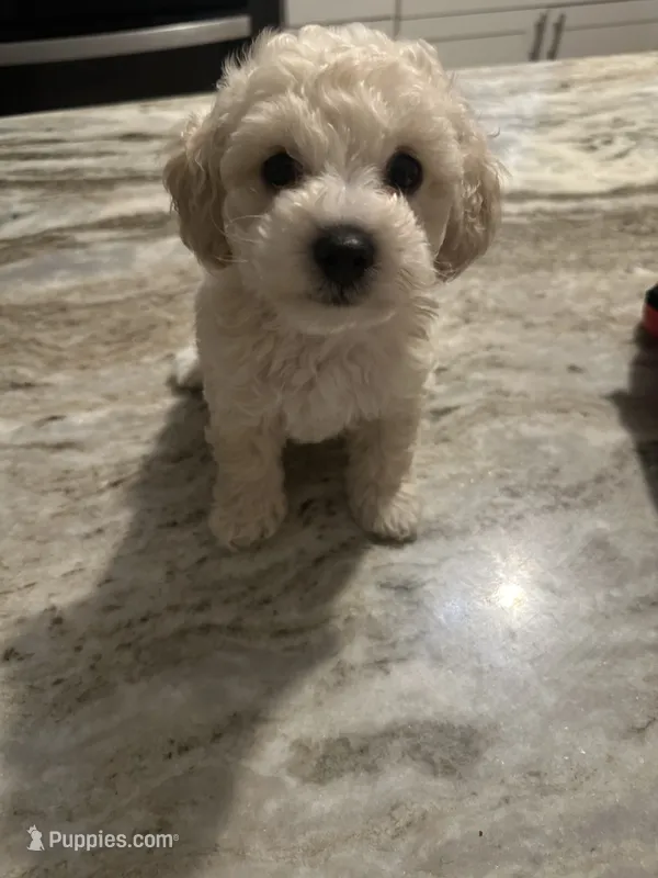 Small mini poodle – Poodle - Miniature  puppy for sale in Hamden, CT