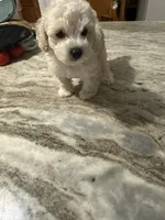 Small mini poodle, a male Poodle - Miniature  for sale in Hamden, CT – 4 of 5