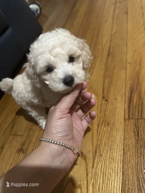 Toy poodle male  – Poodle - Toy  puppy for sale in Hamden, CT