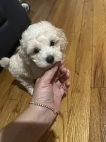Toy poodle male , a male Poodle - Toy  for sale in Hamden, CT – 1 of 3