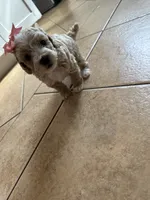 Female toy poodle, a female Poodle - Toy  for sale in Hamden, CT – 3 of 5