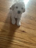 Small mini boy , a male Poodle - Miniature  for sale in Hamden, CT – 2 of 2