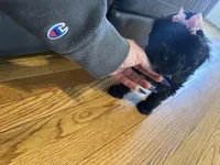 Yorkipoo girl , a female Yorkipoo for sale in Hamden, CT – Photo 3 of 3