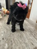 Yorkipoo girl , a female Yorkipoo for sale in Hamden, CT – Photo 2 of 3