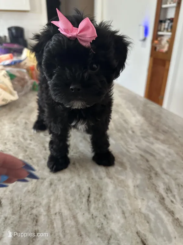 Yorkipoo girl , a female Yorkipoo for sale in Hamden, CT – Photo 1 of 3