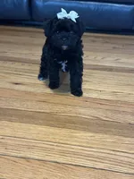 Girl yorkipoo, a female Yorkipoo for sale in Hamden, CT – Photo 3 of 3