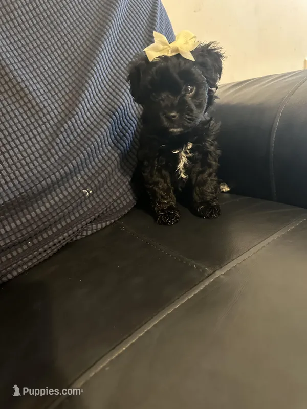 Girl yorkipoo – Yorkipoo puppy for sale in Hamden, CT