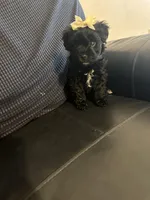 Girl yorkipoo, a female Yorkipoo for sale in Hamden, CT – Photo 1 of 3