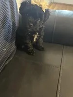 Girl yorkipoo, a female Yorkipoo for sale in Hamden, CT – Photo 2 of 3