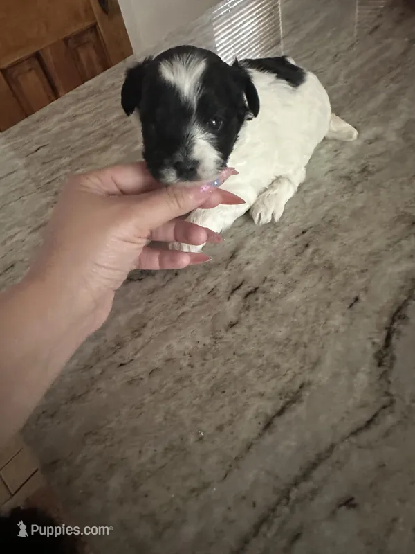 Black and white Yorkipoo  – Yorkipoo puppy for sale in Hamden, CT