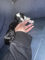 Black and white Yorkipoo , a female Yorkipoo for sale in Hamden, CT – Photo 3 of 3