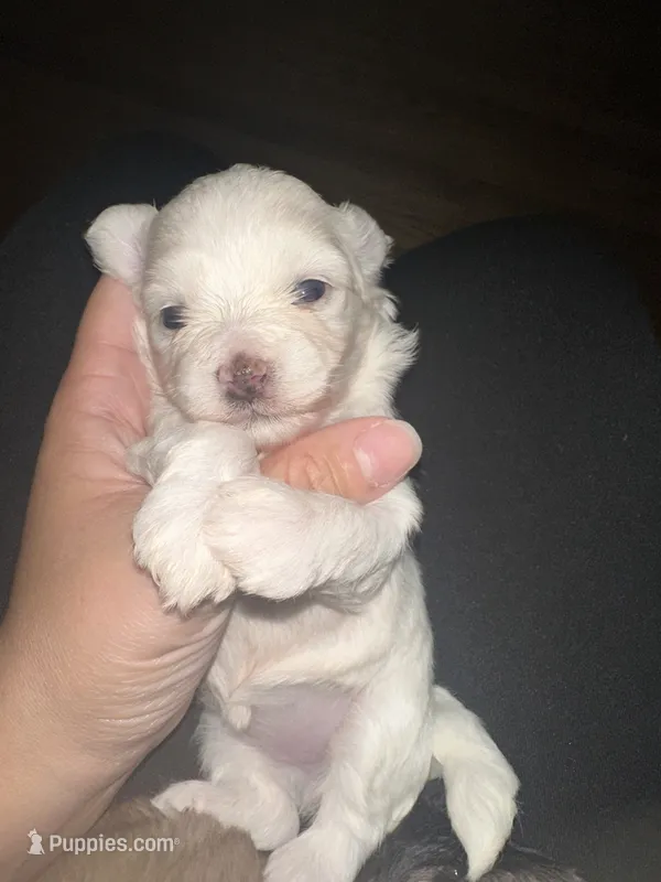 Maltipoo – Maltipoo puppy for sale in Hamden, CT