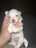 Maltipoo, a female Maltipoo for sale in Hamden, CT – 1 of 2