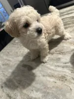 Toy poodle male , a male Poodle - Toy  for sale in Hamden, CT – 3 of 3