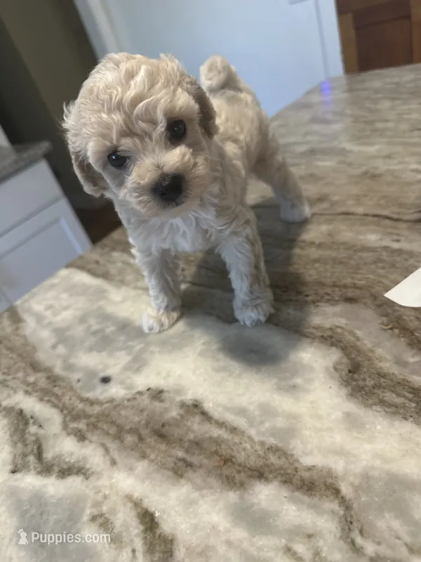 Toy male  – Poodle - Toy  puppy for sale in Hamden, CT