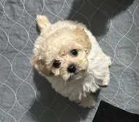 Toy poodle , a female Poodle - Toy  for sale in Hamden, CT – 3 of 4