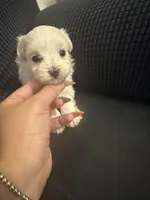 Toy Maltipoo girl, a female Maltipoo for sale in Hamden, CT – 3 of 4