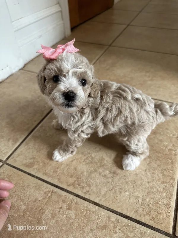 Toy poodle female  – Poodle - Toy  puppy for sale in Hamden, CT
