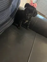 Yorkipoo, a female Yorkipoo for sale in Hamden, CT – Photo 4 of 5