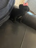 Yorkipoo, a female Yorkipoo for sale in Hamden, CT – Photo 3 of 5