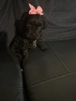 Yorkipoo, a female Yorkipoo for sale in Hamden, CT – Photo 2 of 5