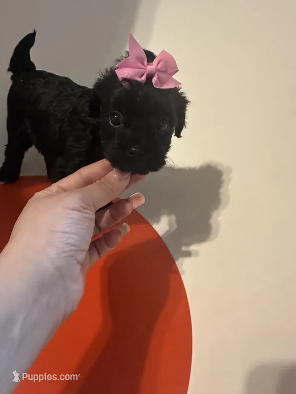 Yorkipoo – Yorkipoo puppy for sale in Hamden, CT