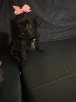 Yorkipoo, a female Yorkipoo for sale in Hamden, CT – Photo 5 of 5