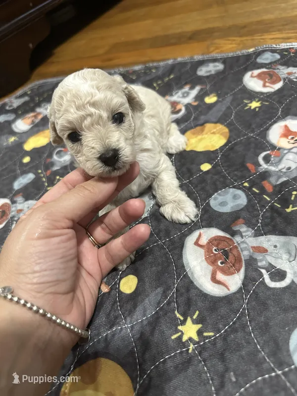 Toy male  – Poodle - Toy  puppy for sale in Hamden, CT