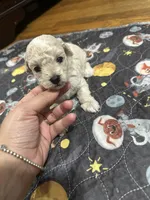 Toy male , a male Poodle - Toy  for sale in Hamden, CT – 1 of 2