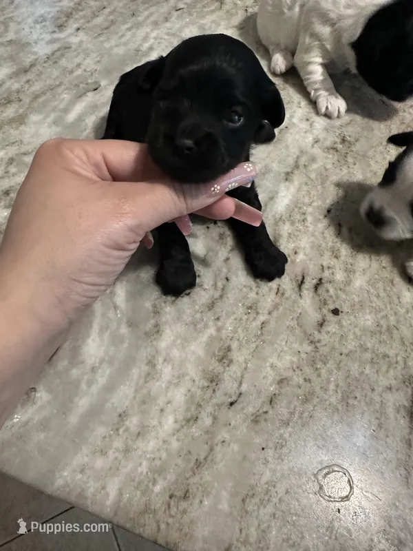 Yorkipoo black , a female Yorkipoo for sale in Hamden, CT – Photo 1 of 2