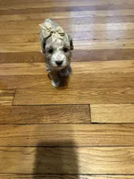 Small mini , a female Poodle - Miniature  for sale in Hamden, CT – 1 of 3