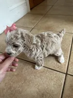 Female toy poodle, a female Poodle - Toy  for sale in Hamden, CT – 5 of 5