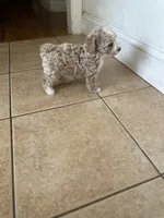 Toy poodle Female , a female Poodle - Toy  for sale in Hamden, CT – 4 of 4