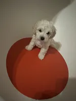 Small mini poodle, a male Poodle - Miniature  for sale in Hamden, CT – 3 of 5